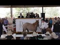 6666 Ranch Start Of Quarter Horse Auction 2018 Return To The Remuda