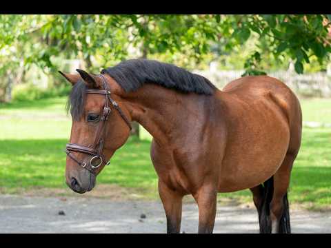 Waterslade Forget Me Not (APPLEWITCH DIVERSITY S54/040 x MALLARDS WOOD HILLBILLY) - Video 6 video thumbnail