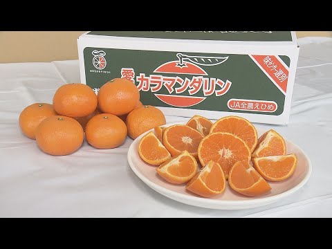 愛媛が生産量日本一の春みかん「カラマンダリン」選果作業スタート