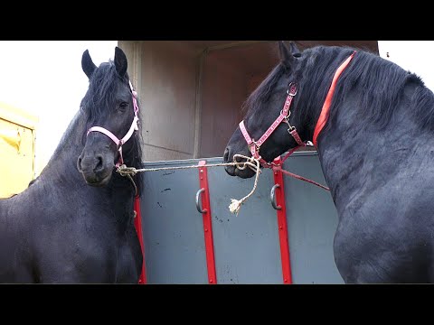 Armăsarii lui Virgil de la Hațeg-Hunedoara 2022