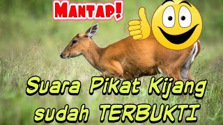 Download lagu SUARA PIKAT KIJANG KALIMANTAN mp3 Download lagu SUARA PIKAT KIJANG KALIMANTAN mp3