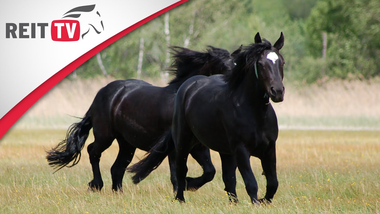 Soul horses thumbnail