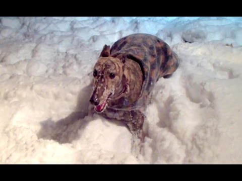 Nitro the happiest Greyhound in America’s first winter. Wind chill -27 below 0.