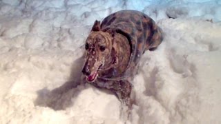 Nitro the happiest Greyhound in America’s first winter. Wind chill -27 below 0.