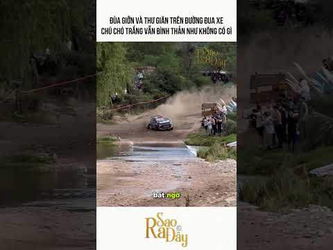 ĐÙA GIỠN VÀ THƯ GIÃN TRÊN ĐƯỜNG ĐUA XE CHÚ CHÓ TRẮNG VẪN BÌNH THẢN NHƯ KHÔNG CÓ GÌ