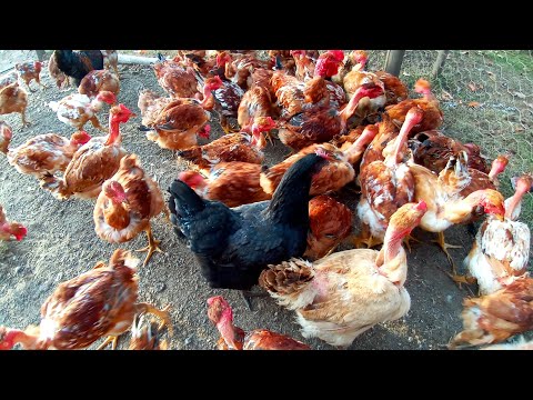 Dicas para deixar o frango Caipirão identico ao Caipira