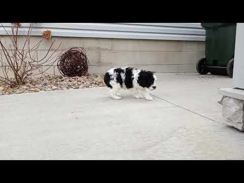 Nehemiah the Mini Aussie-Doodle puppy