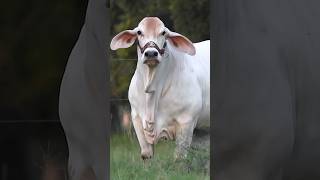 Download lagu Cows eat grass #funny #shorts mp3