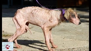 Awe-inspiring recovery of starving stray dog sick with mange by The Orphan Pet