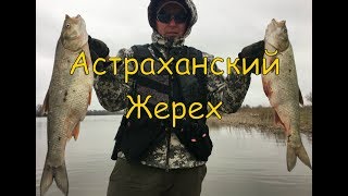 Ловля жереха на раскатах в апреле