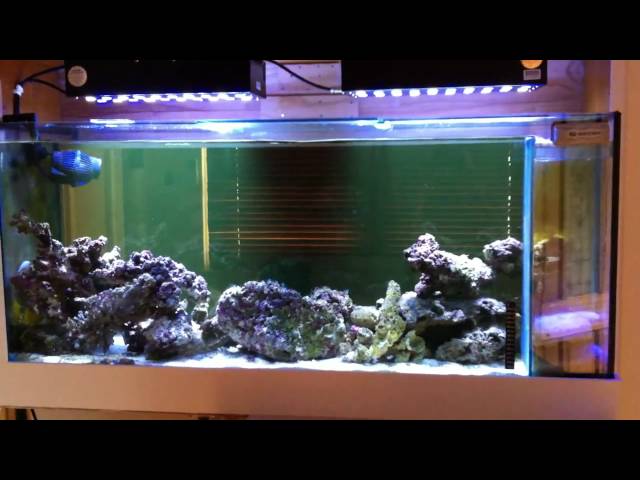 CREE LED powered reef tank with dimmers