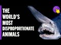 The World S Most Disproportionate Animals Animal World