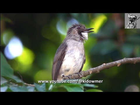 Bulbul popolavý (Hemixos cinereus) — spev a hlas v prírode