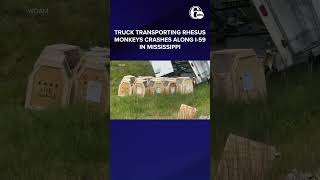 Monkeys escape from overturned truck on Mississippi highway, 3 still missing