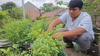 Download lagu Harvesting Organic Basil Leaves in Polybags mp3