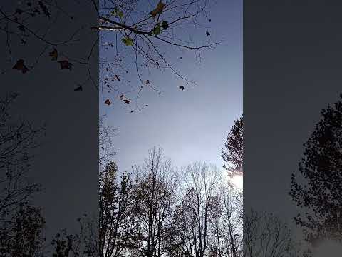 The last leaves #shorts