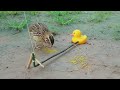 DIY Quail Trap With Duck Lure Creative Easy Bird Trap Technique