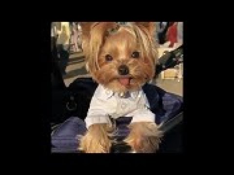 FUNNY AND CUTE YORKIE DOGS AND PUPPYS