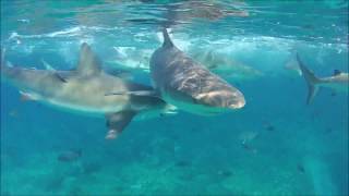 Bimini, Bahamas: Shark Lab 1/25/17 - 1/30/17