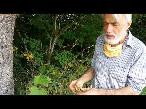 Get To Know - Turkish Tree Hazel