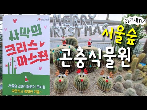 [아이랑갈만한곳] 서울숲 곤충식물원 | 사막의 크리스마스전 | 식물의 변신!!