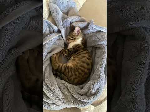 Ca$h 🐅. A routine day. #catlover #bengalcat #kitty #flow #companionship #bestfriends