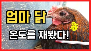 어미닭의 품 속은 얼마나 따뜻하길래 병아리들이 좋아할까?