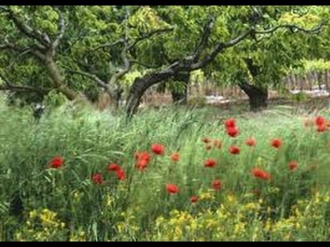 Hadis i şerifleri anlamak