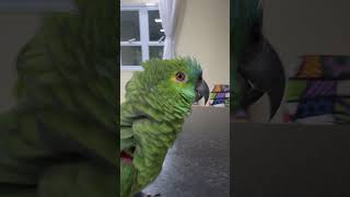 Parabéns Para Você - Meus papagaios cantores