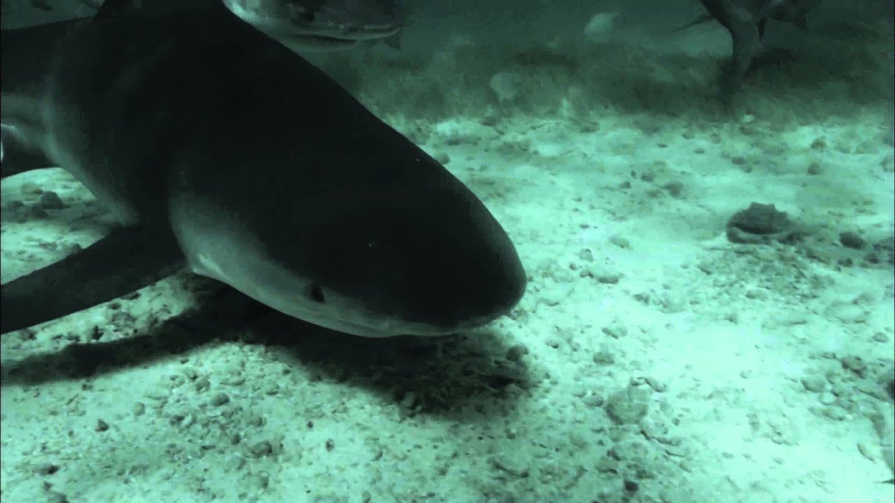 72 Dangerous Animals Australia - Trailer