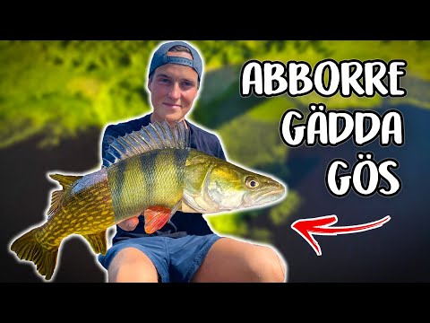 HOW MANY HOURS Will It Take To Catch PIKE / ZANDER / PERCH?! | Team Galant