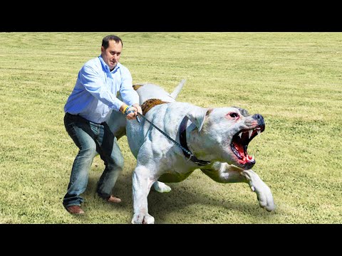 Estos Perros Están Prohibidos en Todo el Mundo!