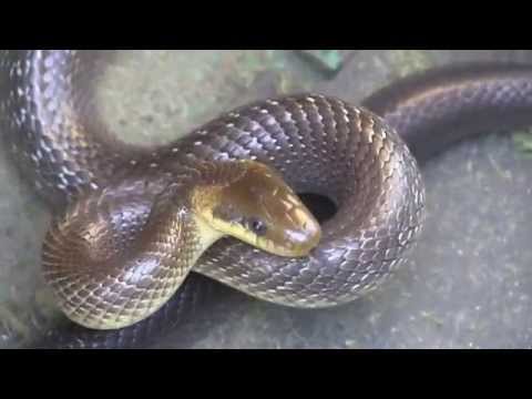 2014_06 ziua 07 Sarpe 1 Malaia, VL