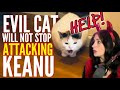 Keanu Thompson Shares Cat Violence Saga! Send Help! Geno Bisconte’s Beloved Six! With Chrissie Mayr