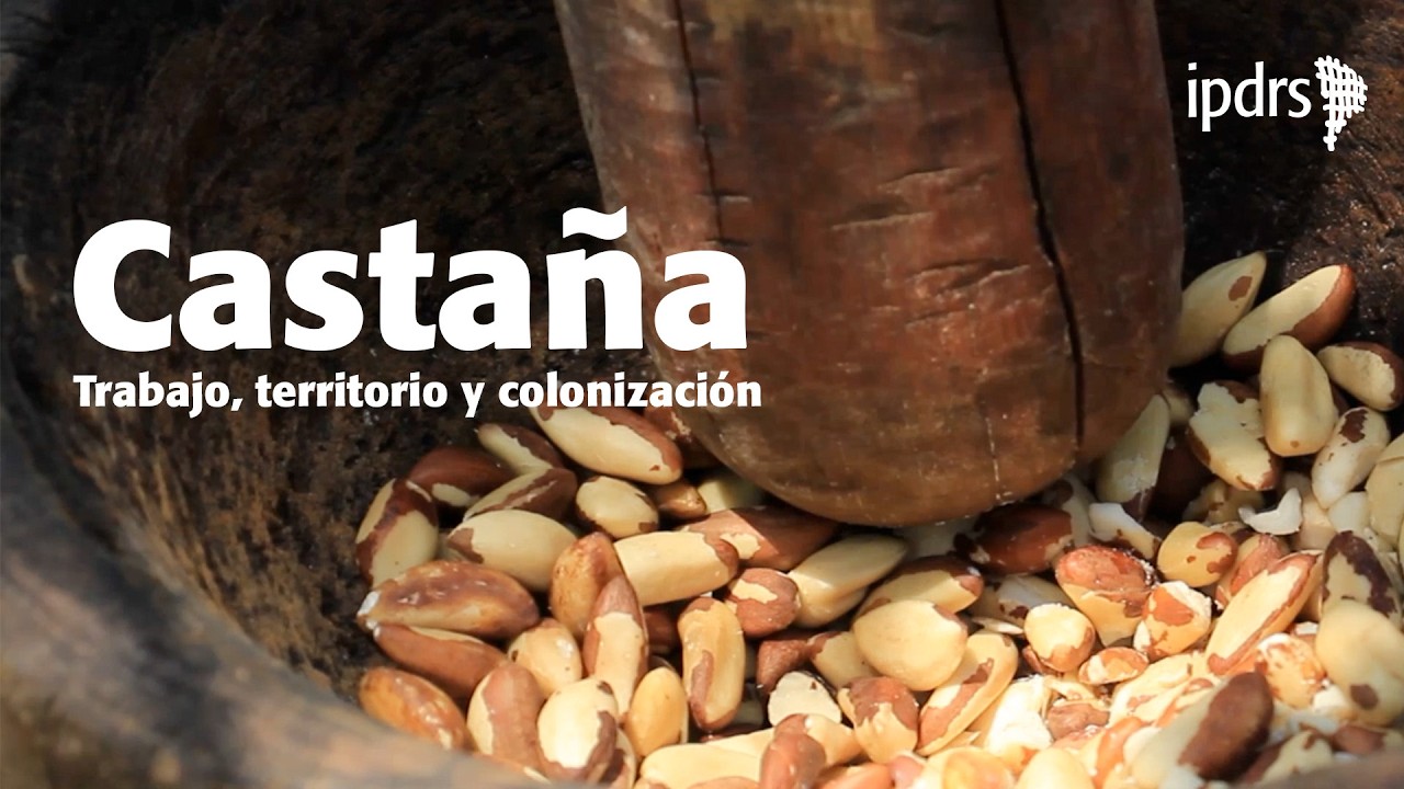 Castaña: Trabajo, territorio y colonización | Gastronomía Amazónica
