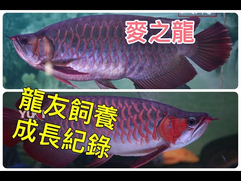 辣椒紅龍