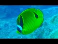 Mesmerizing Raccoon Butterflyfishes Gliding Through Vibrant Rocky Reefs Must See