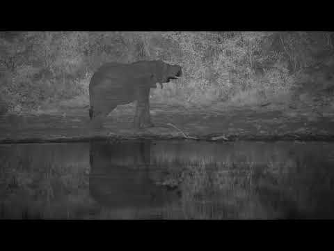 Djuma: Lone Elephant getting a drink - 20:04 - 05/26/20