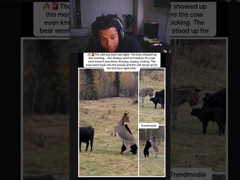 This donkey protects cows better than any dog #animals #farmlife #shorts