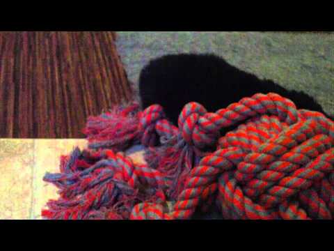 Yuukis Australian Shepherd Welpen am Toben