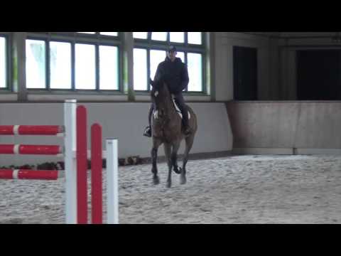 Stolzenberg-Acord II gelding * 2005 for sale