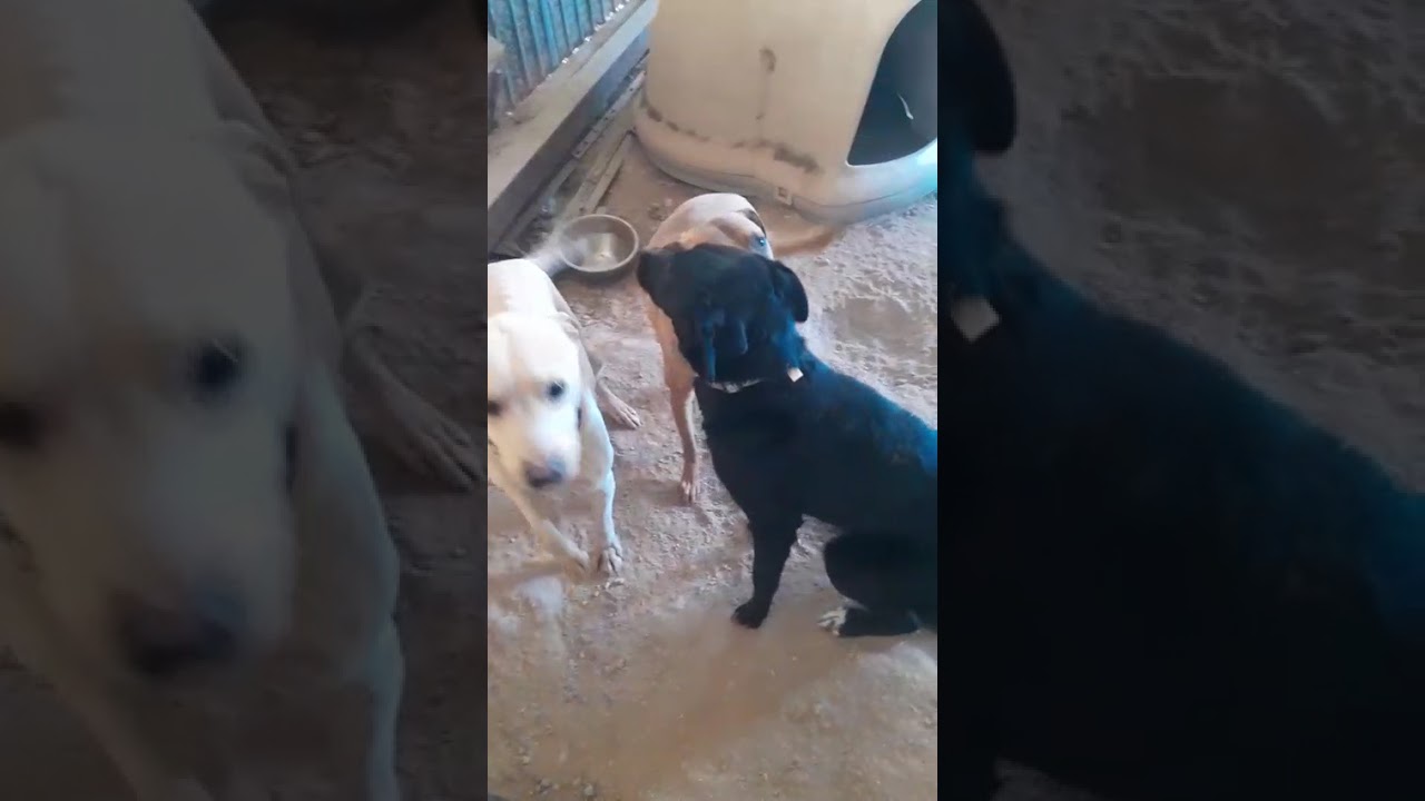 Enlarge Katie, a Adoptable mixed breed in Mexicali, BCN video 6/6