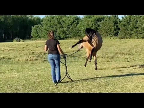 Problem Horse | Buddy Sour