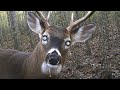 The Real Zombie Deer Disease On Cam Watch It
