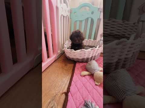 Эксклюзив шоколад, мини девочка мальтипу. с большими глазками.  Куколка