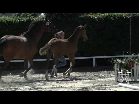 NF203 Stutfohlen von Barcley - Altini - Campesino