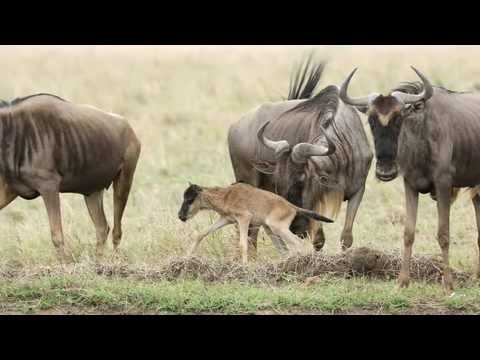 The Coolest Stuff on the Planet - The Masai Mara