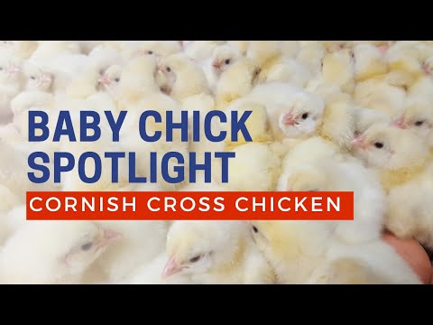 Cornish Broiler Cackle Hatchery