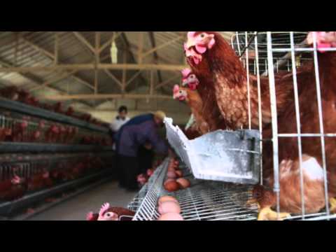 'Locally Laid' Author Lucie Amundsen Talks Eggs