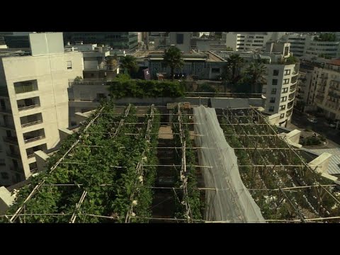 , title : 'Une agriculture sans terre sur un toit de banlieue parisienne'